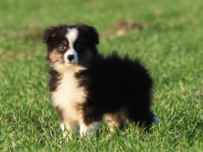 Les chiots de Berger Américain Miniature 