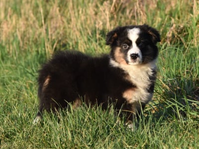 Les chiots de Berger Américain Miniature 