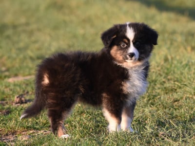Les chiots de Berger Américain Miniature 