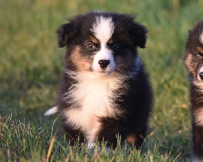 Les chiots de Berger Américain Miniature 
