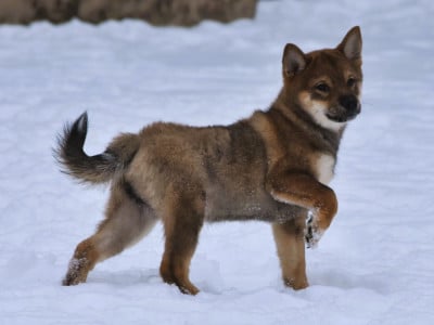 Les chiots de Shiba
