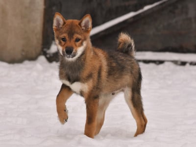 Les chiots de Shiba