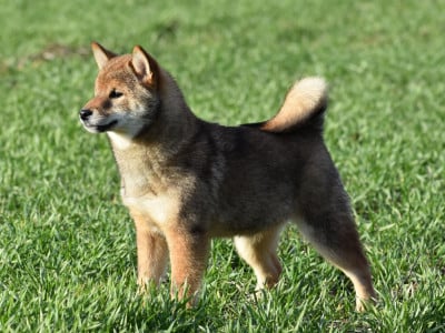 Les chiots de Shiba