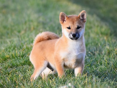 Les chiots de Shiba