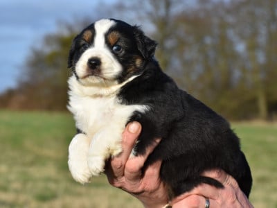 Les chiots de Berger Américain Miniature