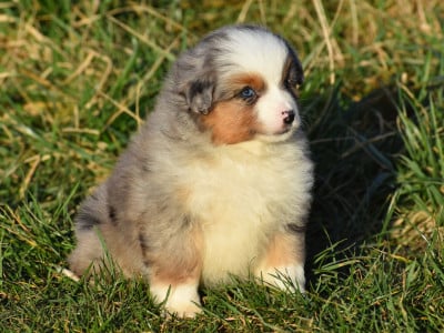 Les chiots de Berger Américain Miniature