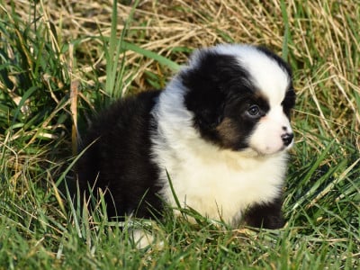 Les chiots de Berger Américain Miniature