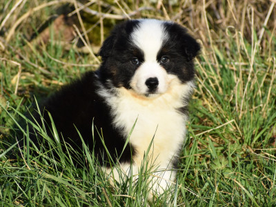 Les chiots de Berger Américain Miniature