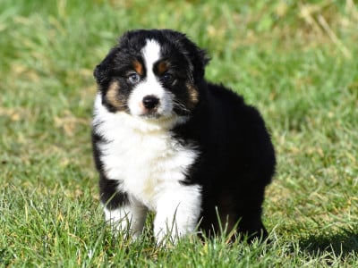 Les chiots de Berger Américain Miniature 