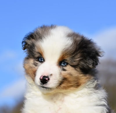 Les chiots de Berger Américain Miniature 
