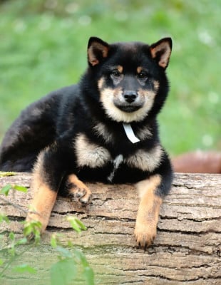 Les chiots de Shiba