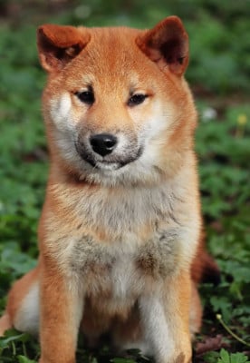 Les chiots de Shiba