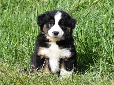 Les chiots de Berger Américain Miniature