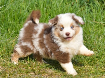 Les chiots de Berger Américain Miniature