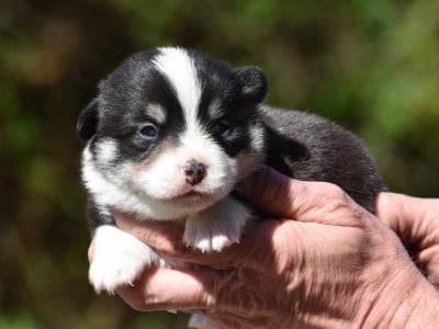 Les chiots de Welsh Corgi Pembroke