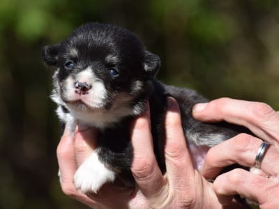 Les chiots de Welsh Corgi Pembroke