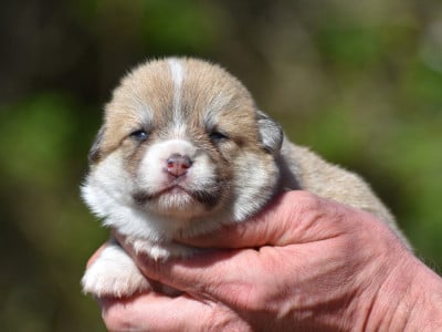 Les chiots de Welsh Corgi Pembroke