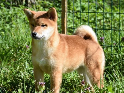 Les chiots de Shiba