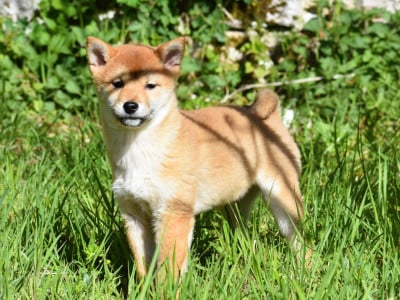 Les chiots de Shiba