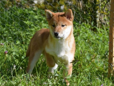 Les chiots de Shiba