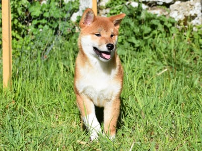 Les chiots de Shiba
