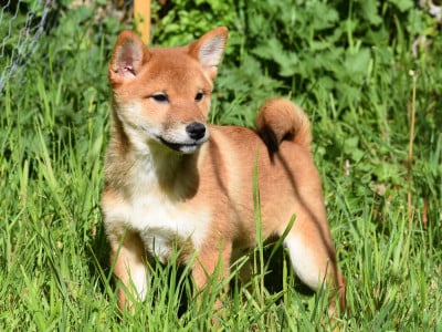 Les chiots de Shiba