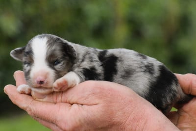 femelle bleue merle - Berger Américain Miniature 