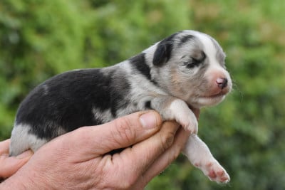 femelle bleue merle - Berger Américain Miniature 