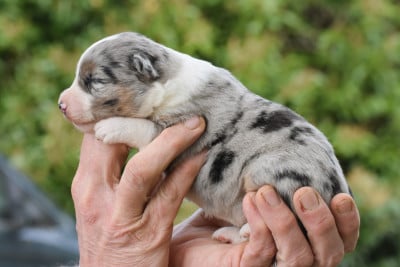 Les chiots de Berger Américain Miniature 