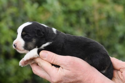 mâle noir tricolore - Berger Américain Miniature 
