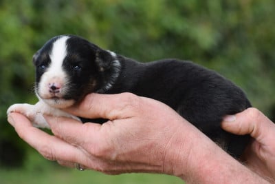 mâle noir tricolore - Berger Américain Miniature 