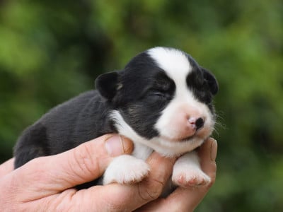 mâle noir tricolore - Berger Américain Miniature 