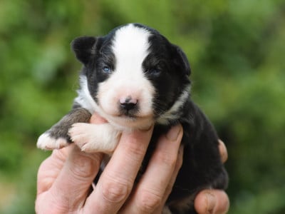mâle noir tricolore - Berger Américain Miniature 