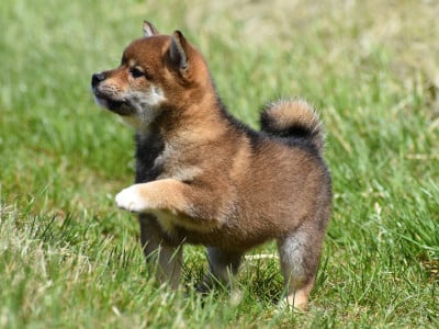 Les chiots de Shiba