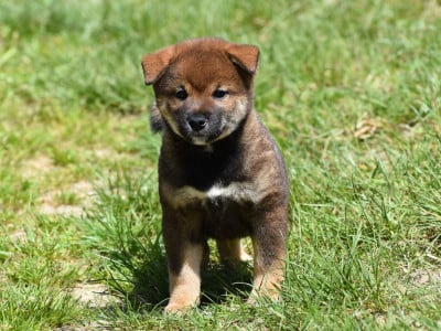 Les chiots de Shiba