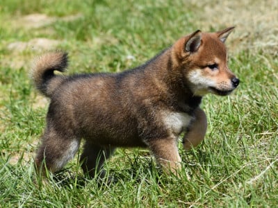 Les chiots de Shiba