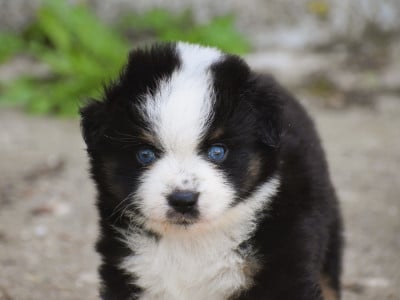 Les chiots de Berger Américain Miniature 