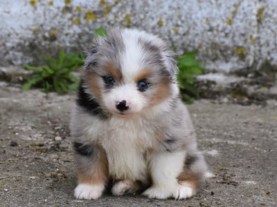 Les chiots de Berger Américain Miniature