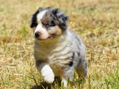 Les chiots de Berger Américain Miniature 