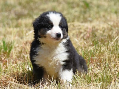Les chiots de Berger Américain Miniature 