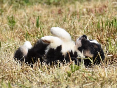 Les chiots de Berger Américain Miniature 