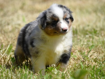 Les chiots de Berger Américain Miniature 