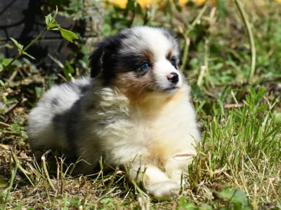 Les chiots de Berger Américain Miniature 