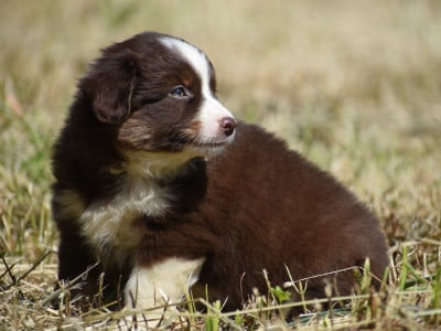 Les chiots de Berger Américain Miniature 