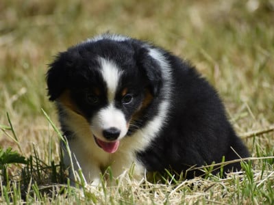 Les chiots de Berger Américain Miniature 