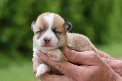 Les chiots de Welsh Corgi Pembroke
