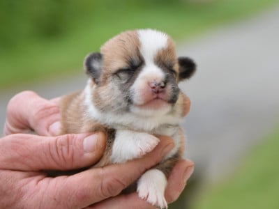 Les chiots de Welsh Corgi Pembroke