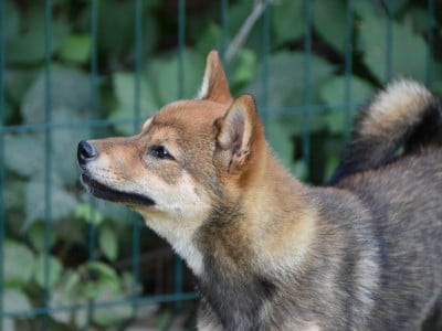 Les chiots de Shiba