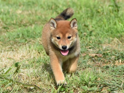 Les chiots de Shiba