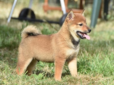 Les chiots de Shiba